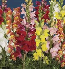 Antirrhinum hispanicum