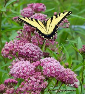 Asclepias incarnata 1g