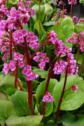 Bergenia cordifolia 1g