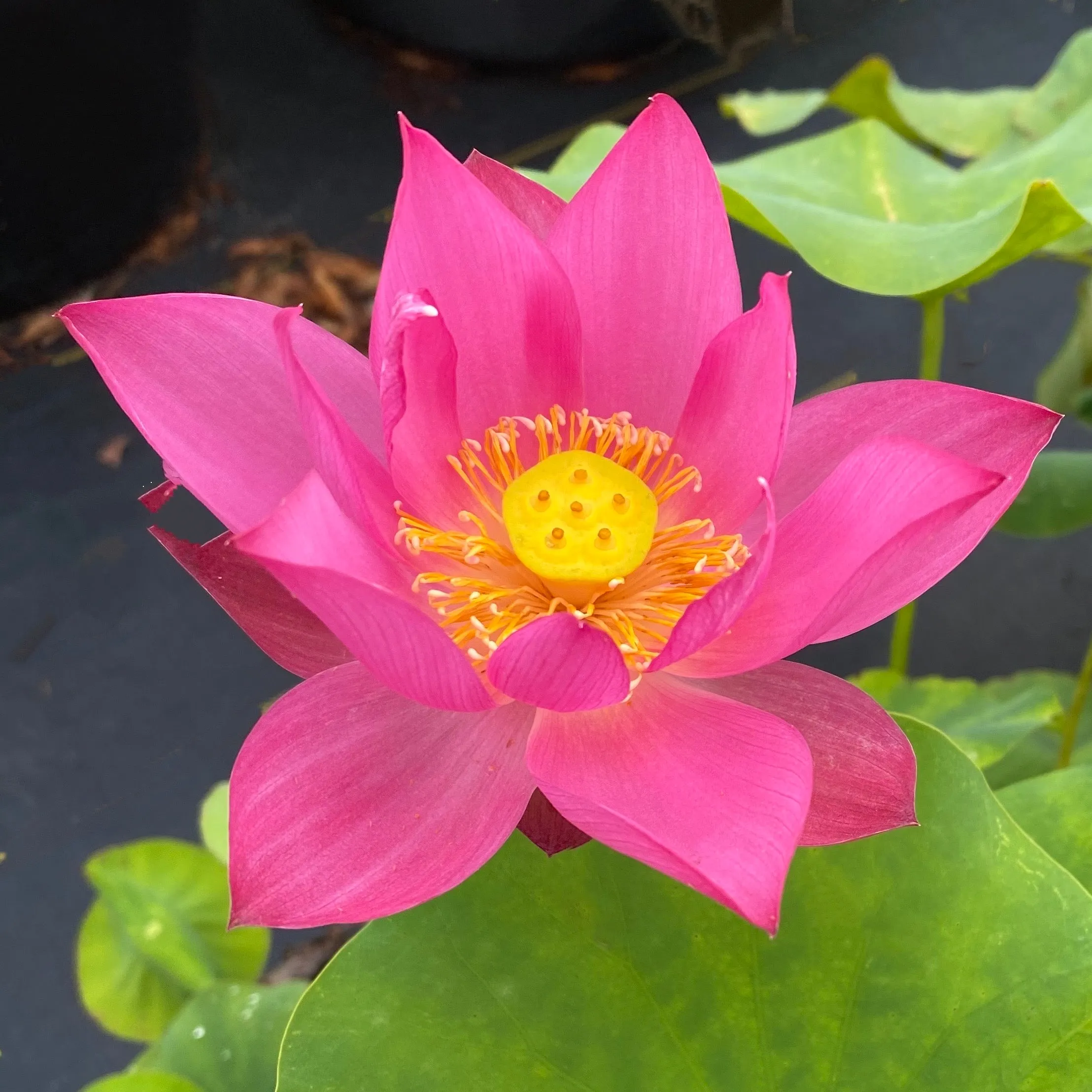 Fire Red Lotus <br> Intense Red! Top 25 Lotus!