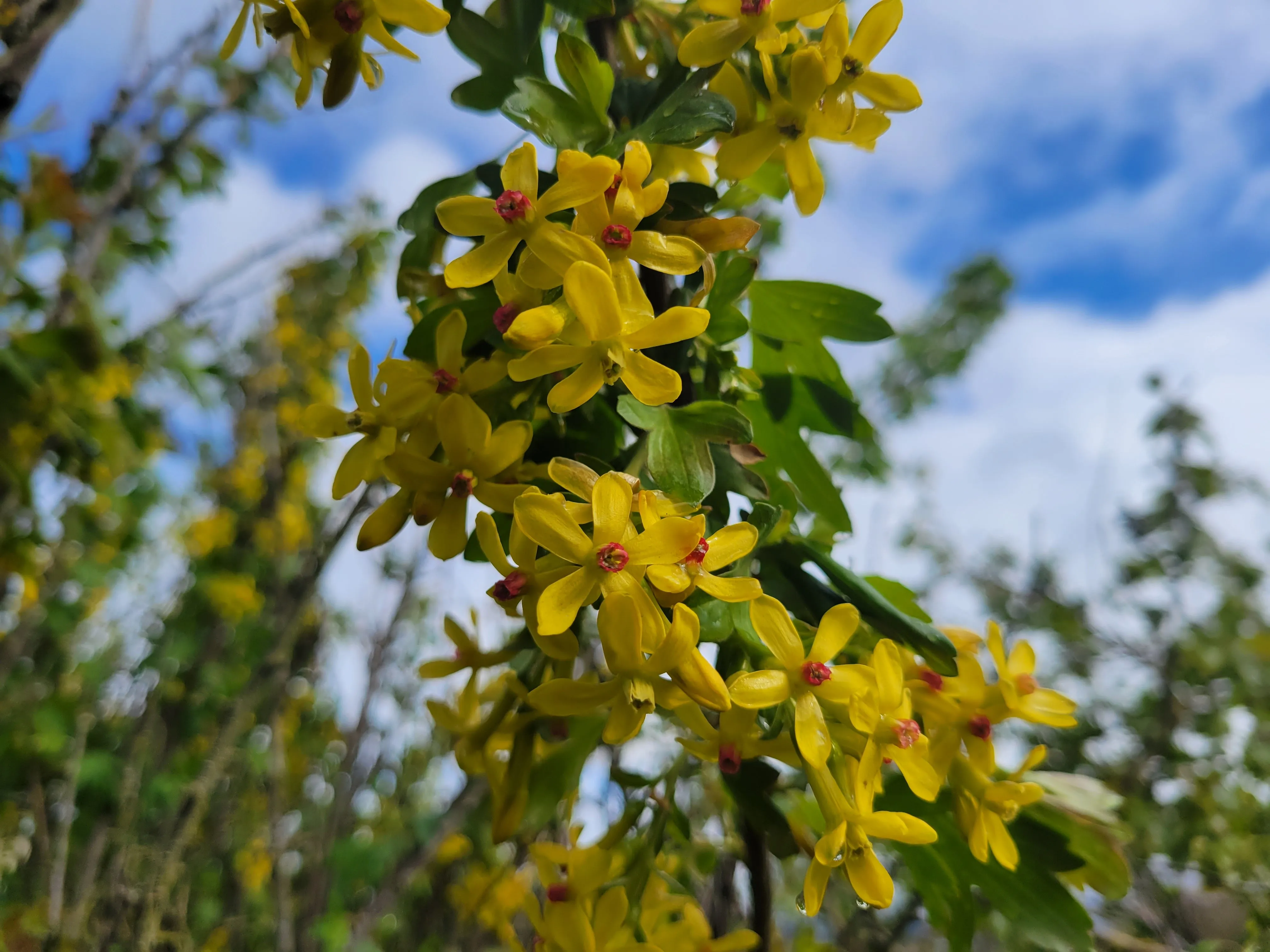 Golden Currant- Bundle of 5 bareroot plants