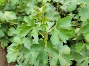 Golden Currant- Bundle of 5 bareroot plants