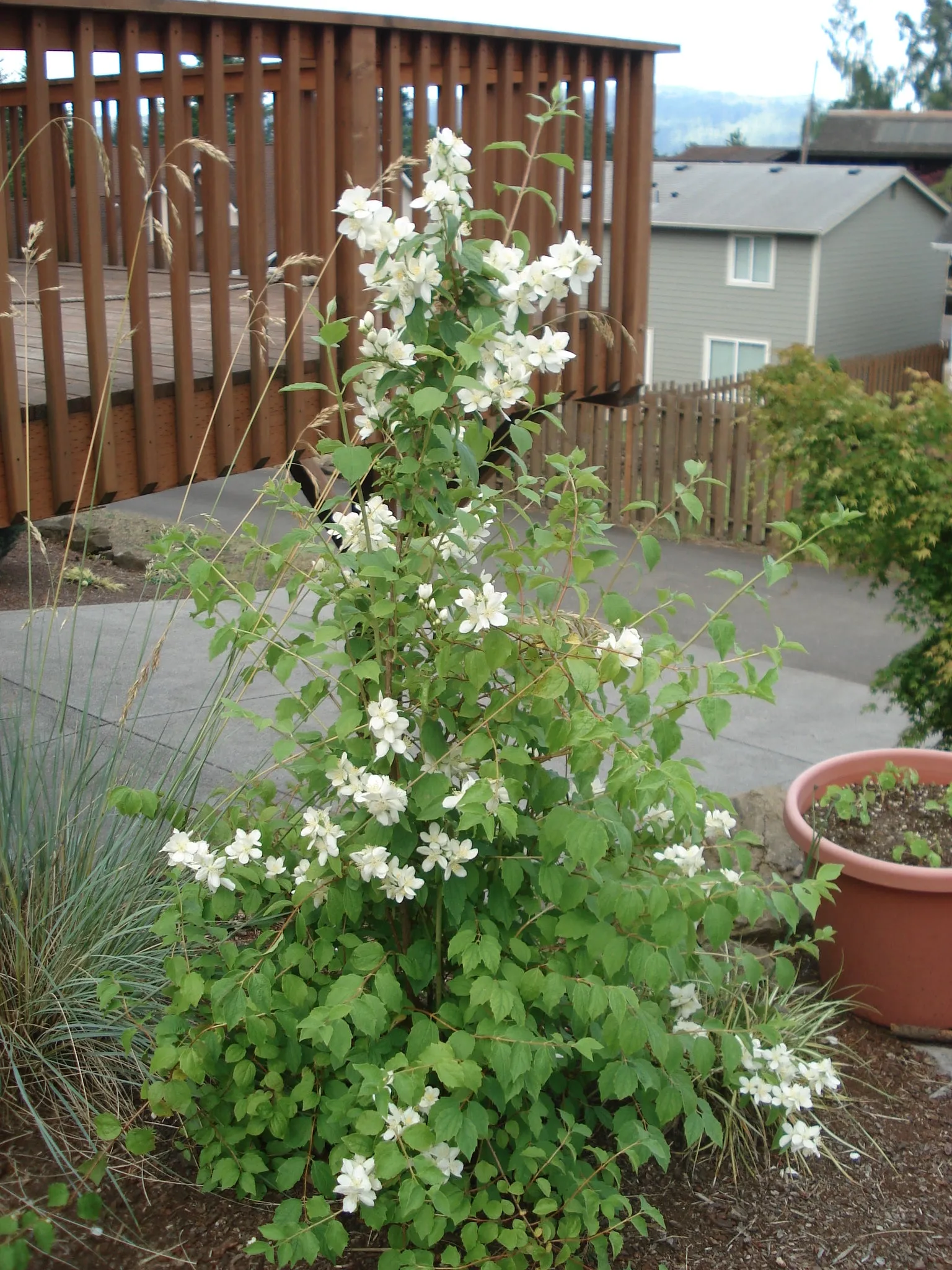 Mock orange - bundle of 5 bareroot plants