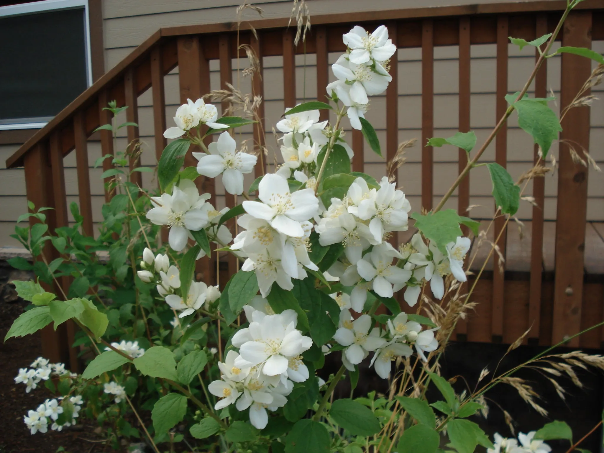 Mock orange - bundle of 5 bareroot plants