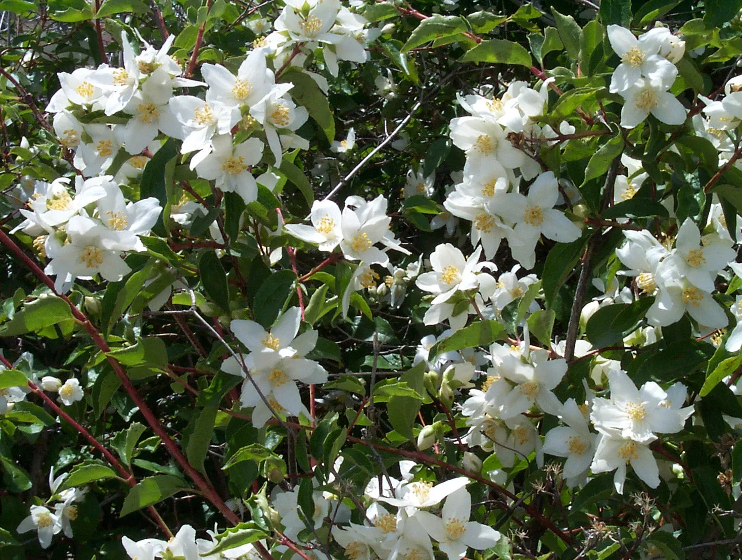 Mock orange - bundle of 5 bareroot plants